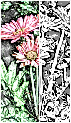 Print, color or watercolor any and all of 8 different garden flower colloring pages at TodaysArts.net