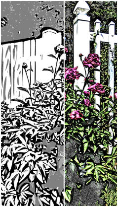 The Garden Fence - One of eight free garden flower coloring pages and watercolor sketches that you'll find at TodaysArts.net