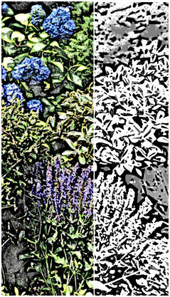 Nature's Zentangle - Print and color a chalenging free image of flowers, vines and leaves in a crowded garden bed.  It's just one of eight free garden flower coloring pages that you'll find at TodaysArts.net