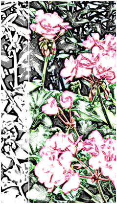 Garden Geraniums - Here's a chalenging coloring page or watercolor pattern. It's one of eight free garden flower coloring pages that you'll find at TodaysArts.net