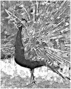 Here's a black, white and gray print of a strutting peacock that you can download for free. 