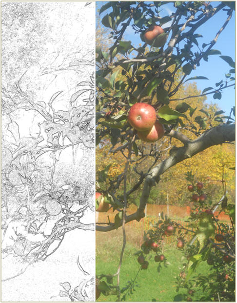 October Apples - A free art practice sketch or coloring page, with a reference photo from TodaysArts.net
