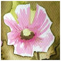 Free Demonstrations on painting watercolor flowers.